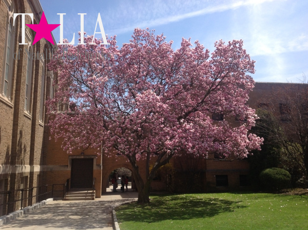 Деревья в цветах ''напоминают'' американцам о приближении Дня матери.